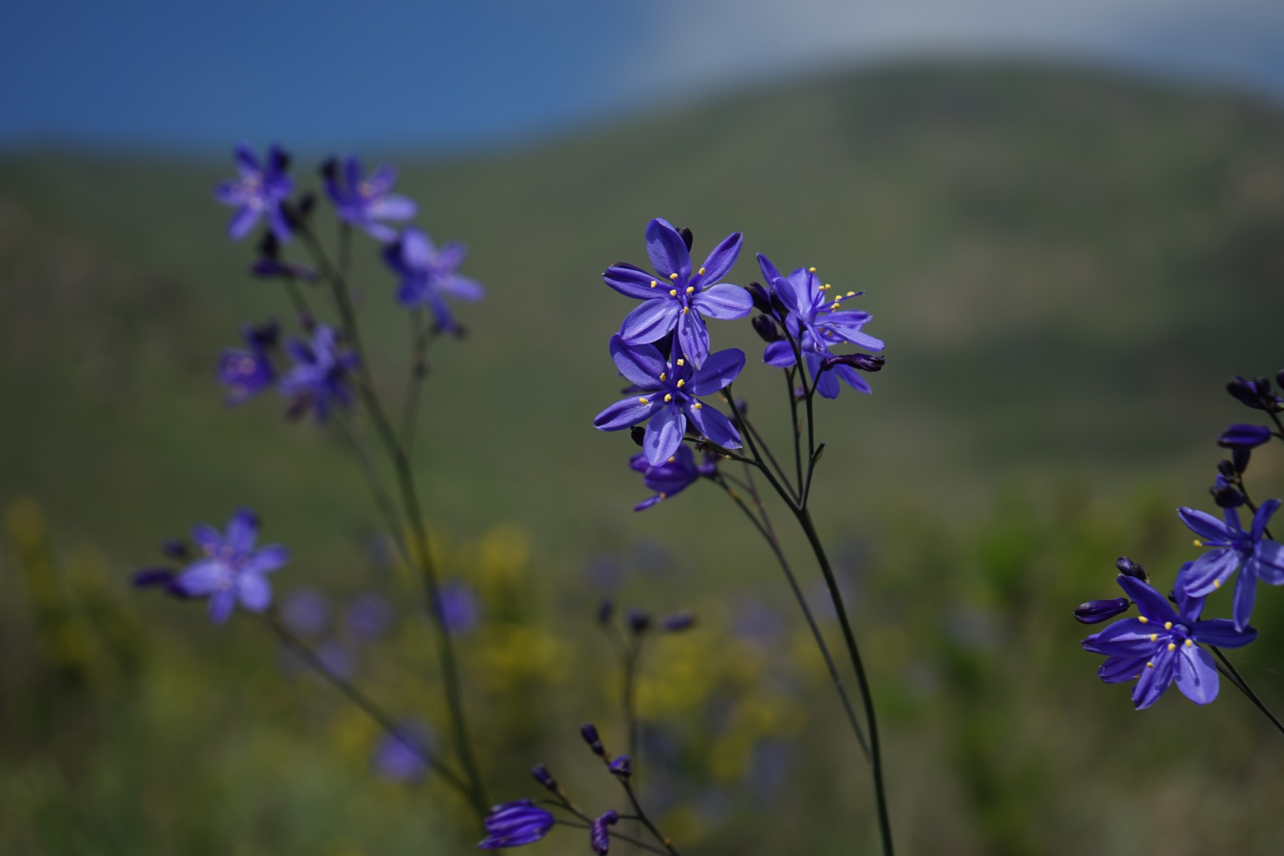 Flores azules con forma de estrella sobre tallos finos, con una ladera verde desenfocada al fondo.